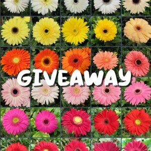 Giveaway